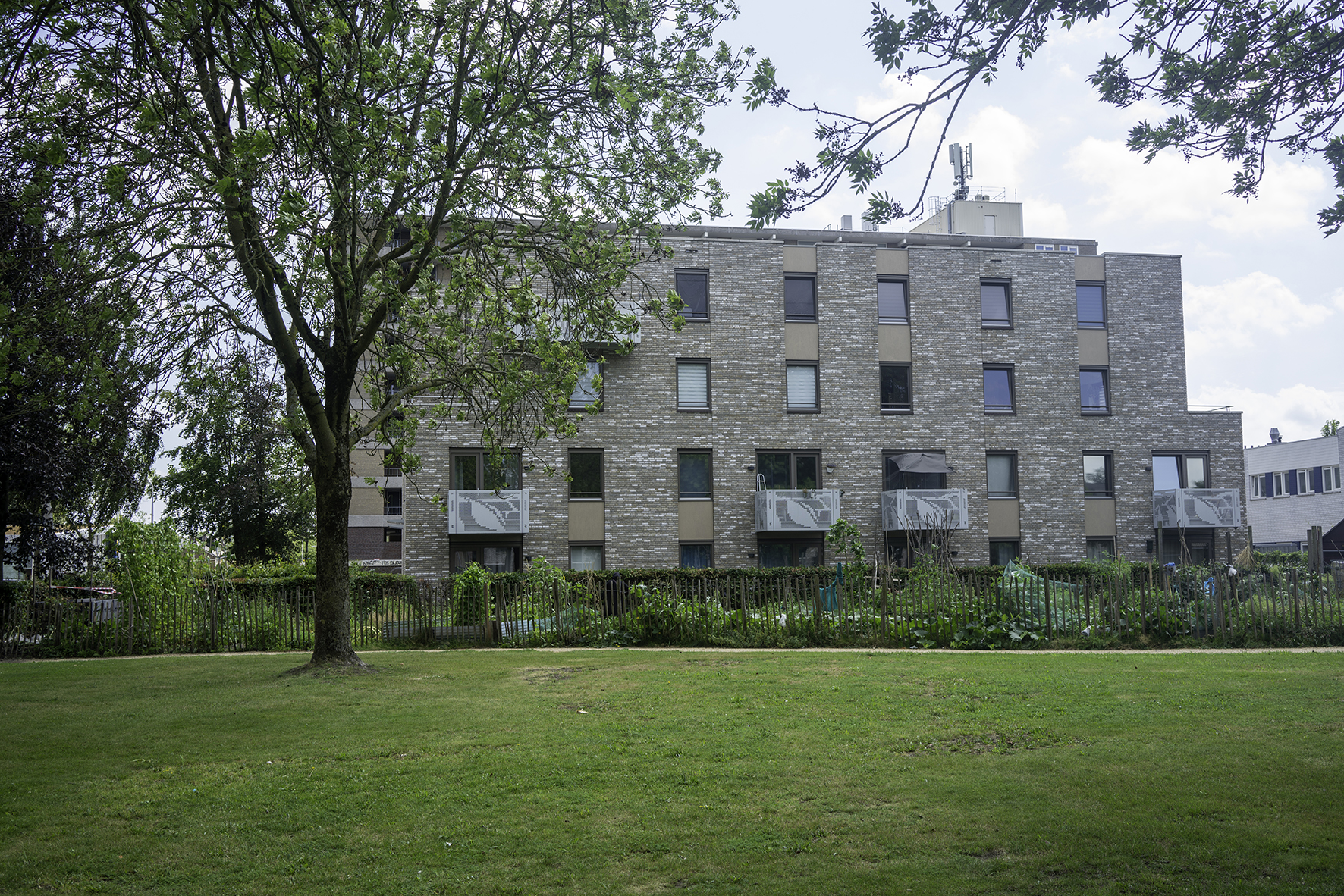 grasboom_amersfoort